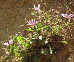 Centaurea pullata