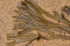 Xiphophora chondrophylla