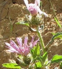Centaurea pullata