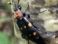 Nicrophorus didymus