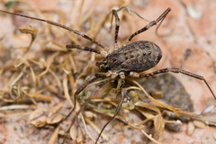 Protolophus