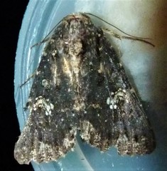 Condica dolorosa