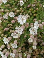 Silene uniflora