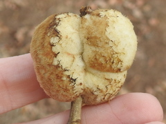 Striatoandricus aciculatus