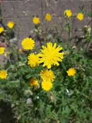 Sonchus tenerrimus