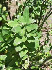 Sonchus tenerrimus