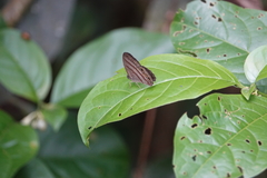Cissia terrestris