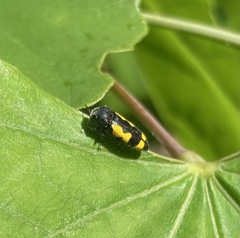 Ptosima gibbicollis