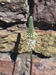 Plantago lanceolata