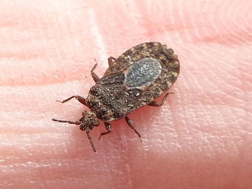 Mezira emarginata