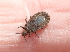 Mezira emarginata