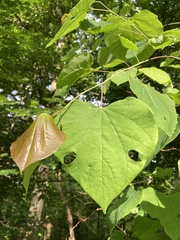 Ptosima gibbicollis