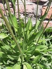 Plantago lanceolata