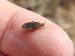 Mezira emarginata