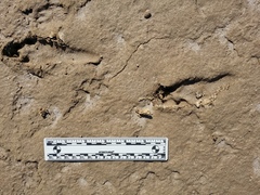 Lepus californicus bennettii