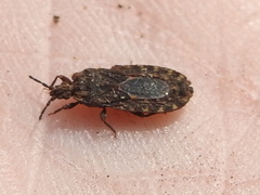 Mezira emarginata