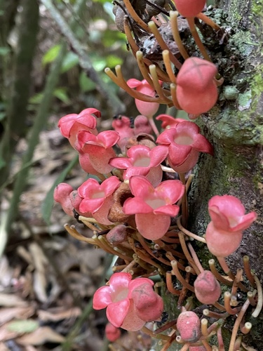 Cola pachycarpa