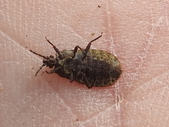Mezira emarginata