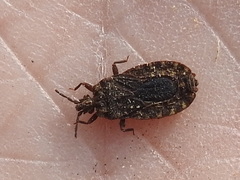 Mezira emarginata