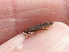 Mezira emarginata