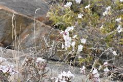 Pachypodium saundersii