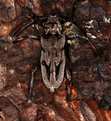 Acanthocinus nodosus