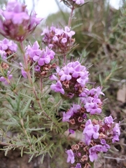 Thymus villosus