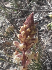 Orobanche artemisiae-campestris