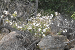 Pachypodium saundersii