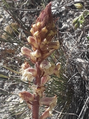 Orobanche artemisiae-campestris