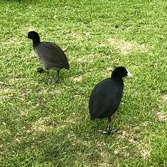 Fulica atra australis