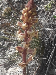 Orobanche artemisiae-campestris