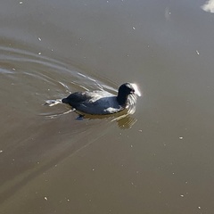 Fulica atra australis