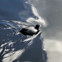 Fulica atra australis