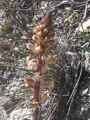Orobanche artemisiae-campestris