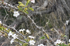 Pachypodium saundersii