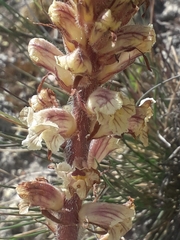 Orobanche artemisiae-campestris
