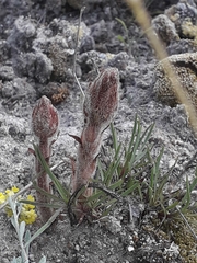 Orobanche artemisiae-campestris