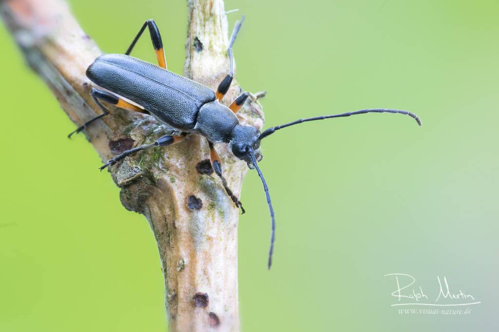 black grammoptera