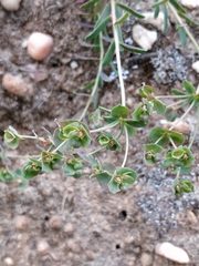 Euphorbia transtagana