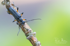 Grammoptera abdominalis