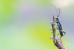 Grammoptera abdominalis