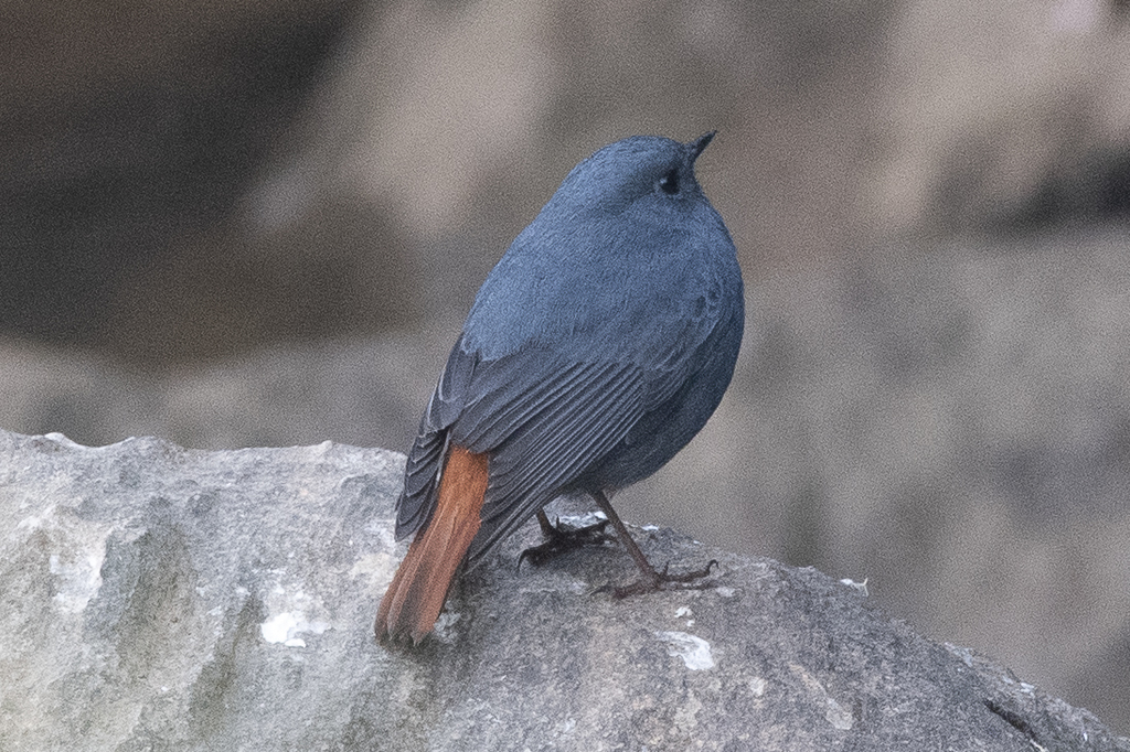 Plumbeous Redstart photo