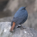 Plumbeous Water Redstart - Photo (c) Vijay Anand Ismavel, some rights reserved (CC BY-NC)