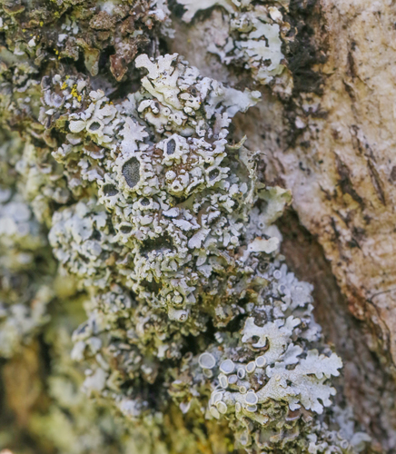 iNaturalist observation photo of Frosted Lichens