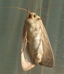 Leucania abdominalis