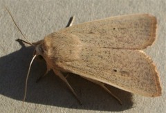 Leucania abdominalis
