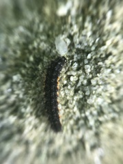 Eilema lurideola