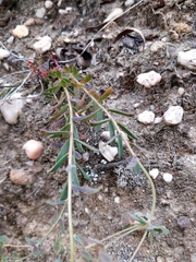 Euphorbia transtagana