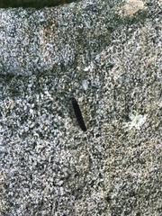 Eilema lurideola